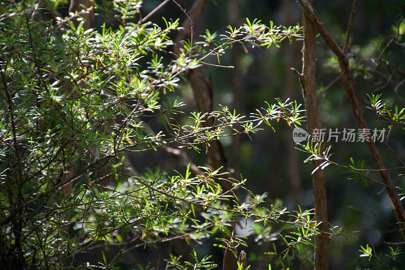 麦卢卡(Leptosermum Scoparium)树的新生长